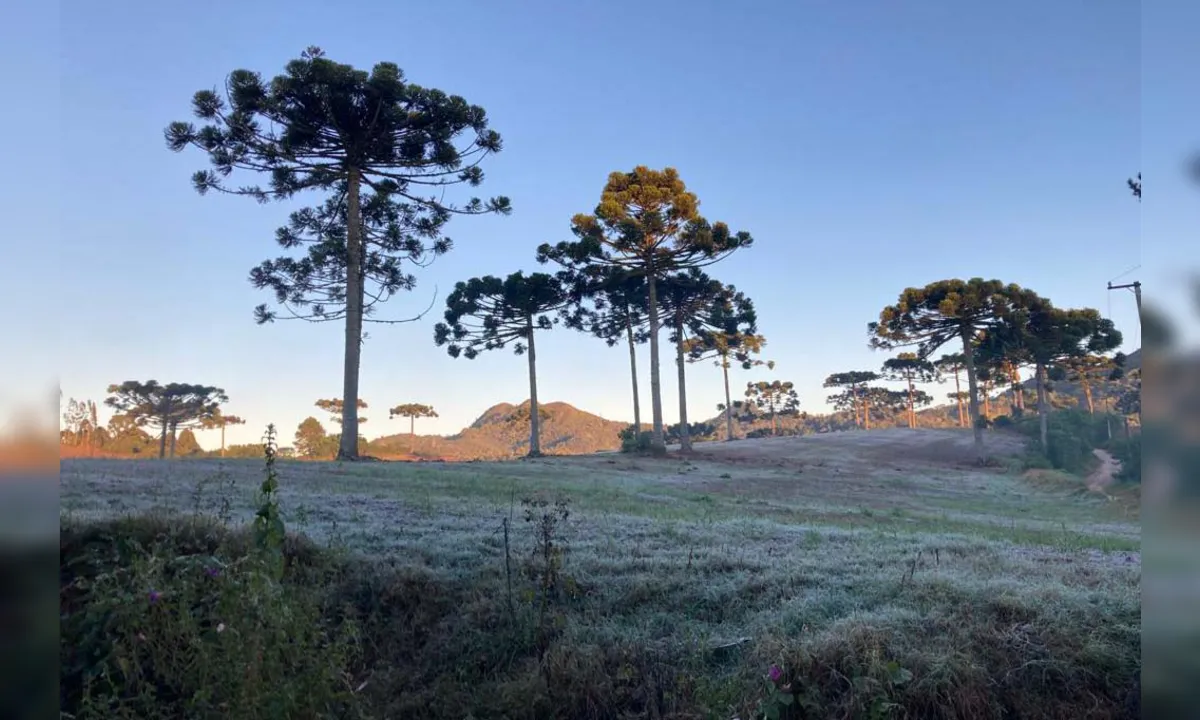 Geada chega ao Paraná nesta quarta (14) com temperatura abaixo de 3ºC