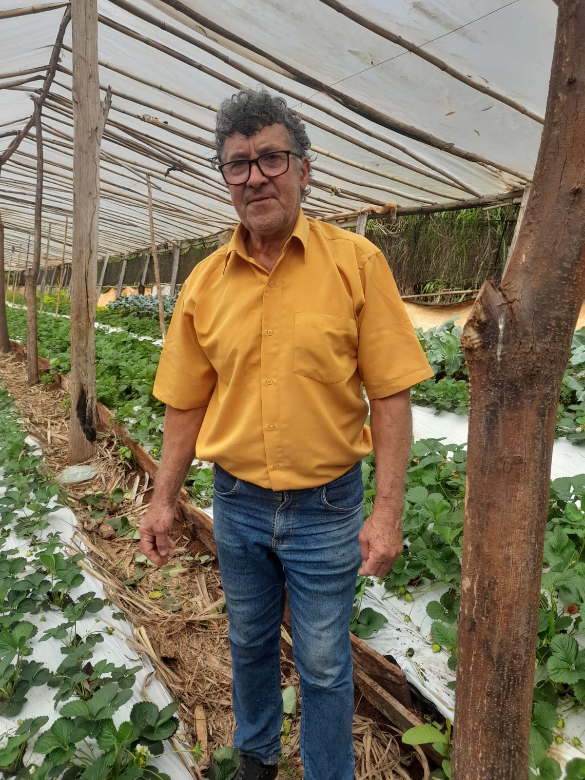 GM Notícias visita produção de morangos orgânicos em Godoy Moreira